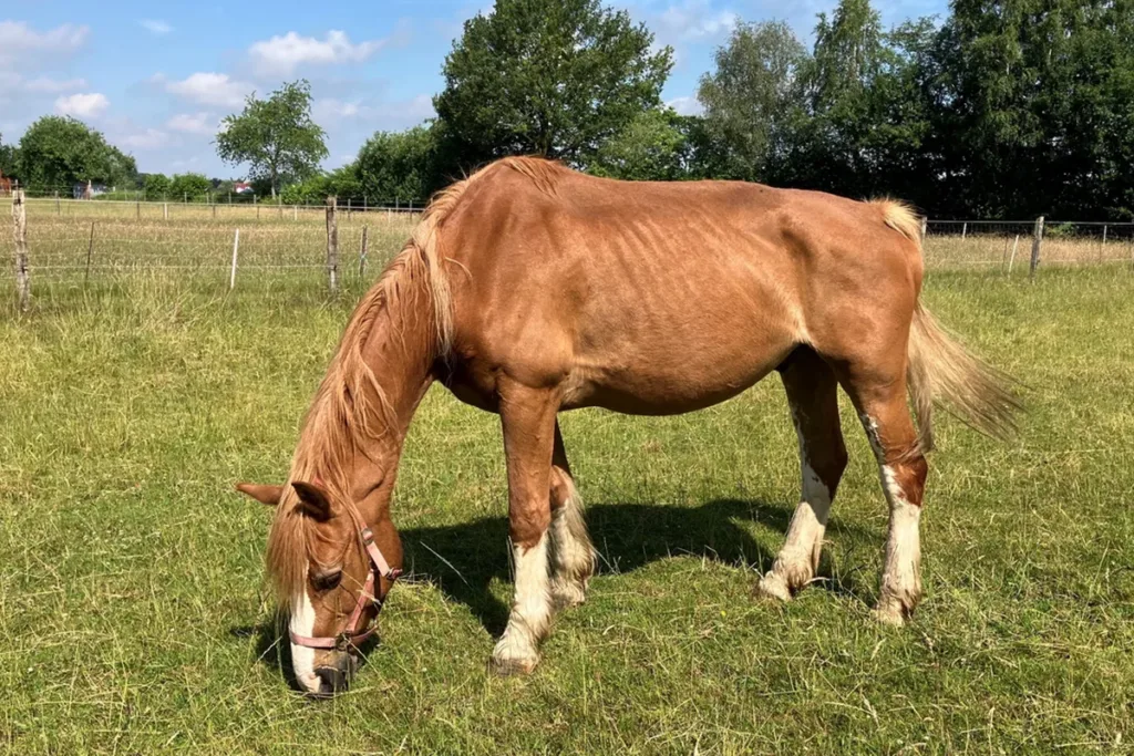 Chestnut pony with white lower legs grazing in a sunlit pasture, fence and trees in the background.