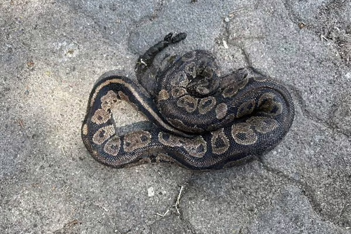 Coiled ball python with brown and tan saddle markings on a gray rock surface.