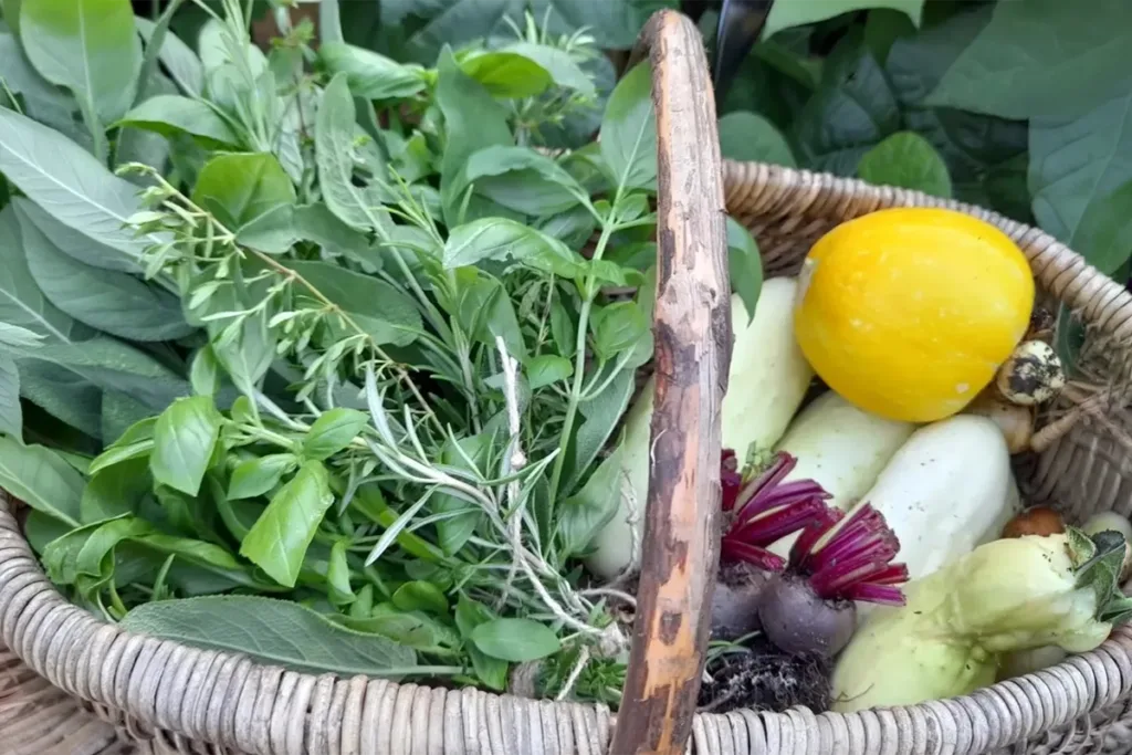 A woven basket filled with fresh vegetables and herbs, including green leafy herbs, yellow squash, and purple-tinned beets with red stems.